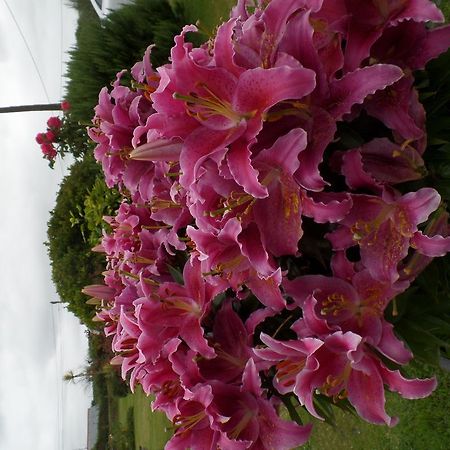 Bossiney House Hotel 틴태절 외부 사진